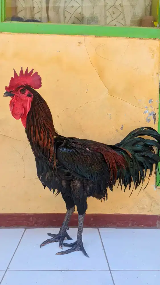 Ayam pelung kontes