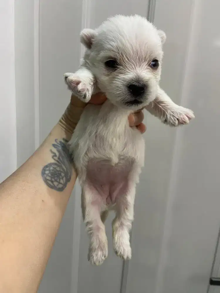 Westie puppies female 2 ekor