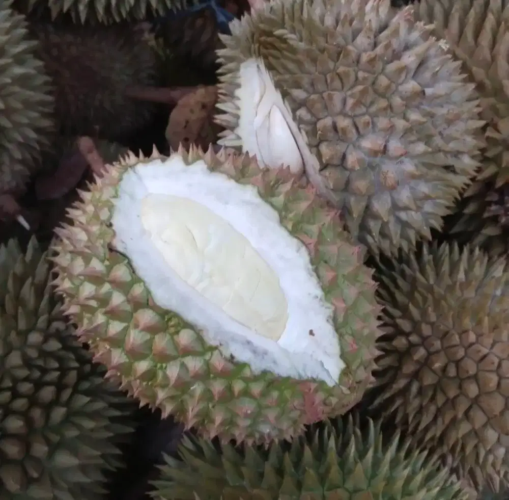 Durian lokal borongan ready
