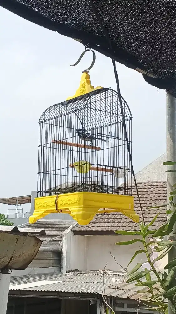 Glatik batu gacor mantap