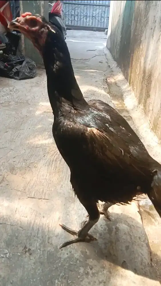 Ayam bangkok betina clasik trah import