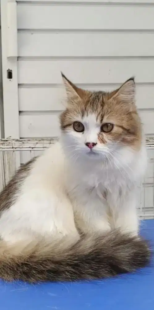 Kucing Persia Betina 7 bulan