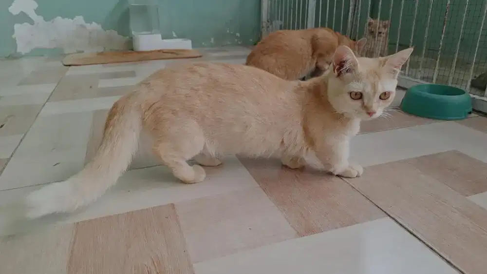 Munchkin betina
