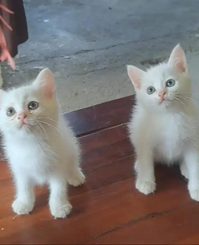 Kitten/Persia/Kitten Persia/Flatnose/Exotic/Peaknose