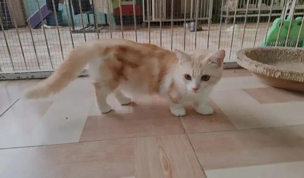Munchkin betina