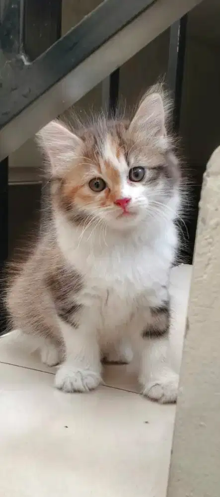 Kitten Persia 3 bulan betina