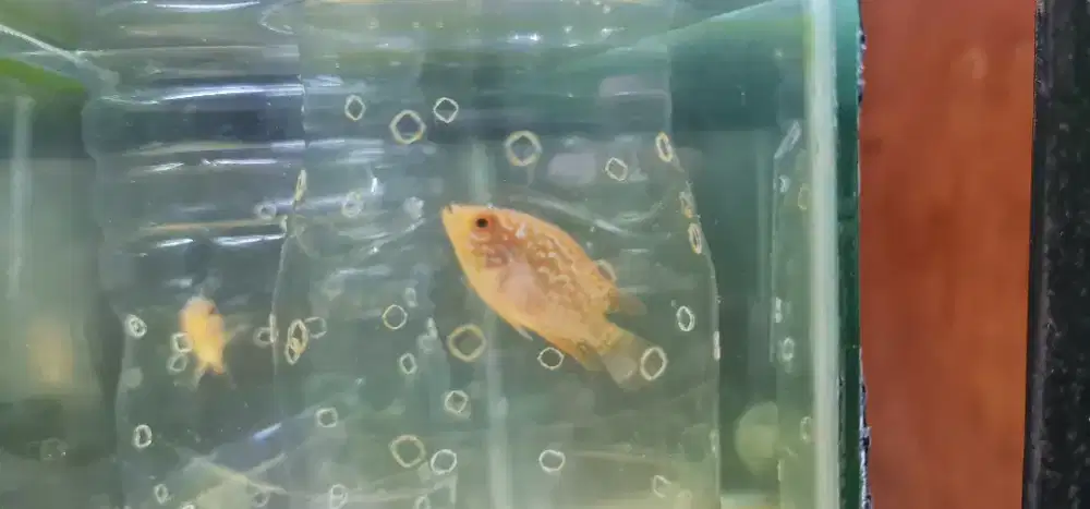 Gb kamfa size 4.5 cm