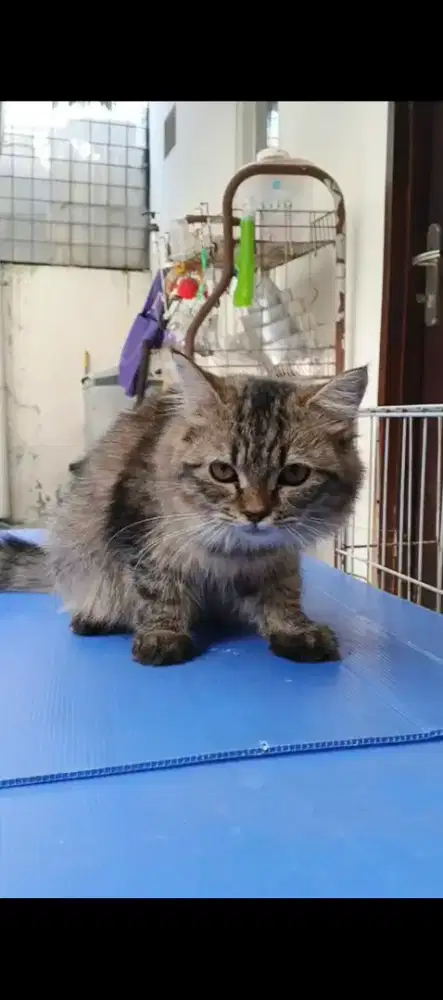 Persia jantan 7 bulan