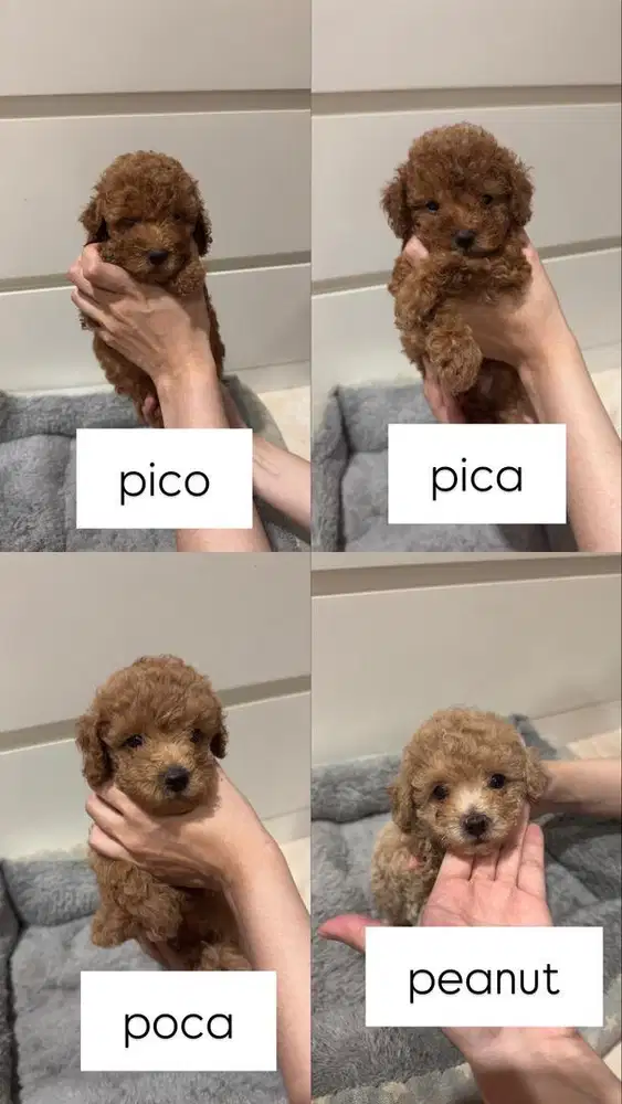 OPEN ADOPT TOY RED POODLE