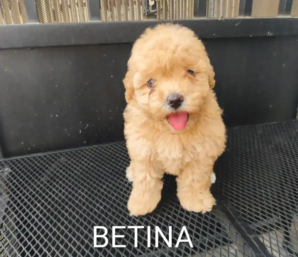 Dijual cepat murah poodle