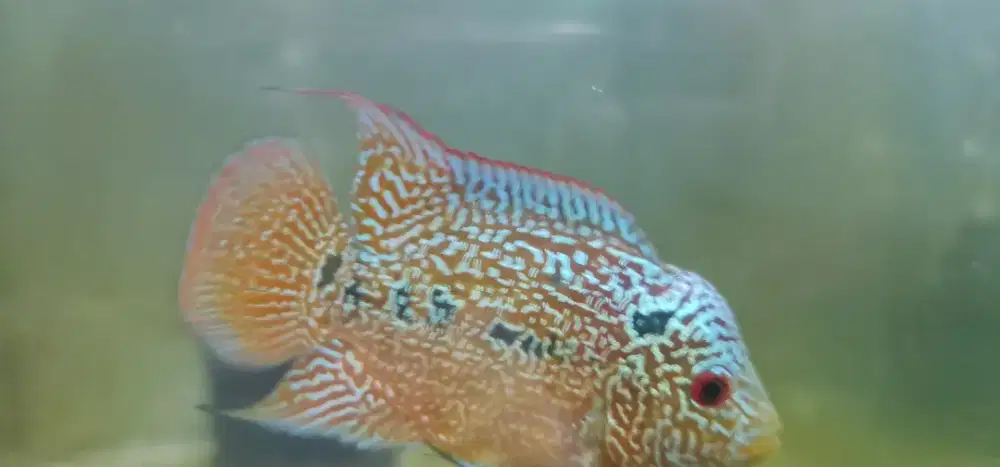 Kemalau thailand size 7 -8 cm