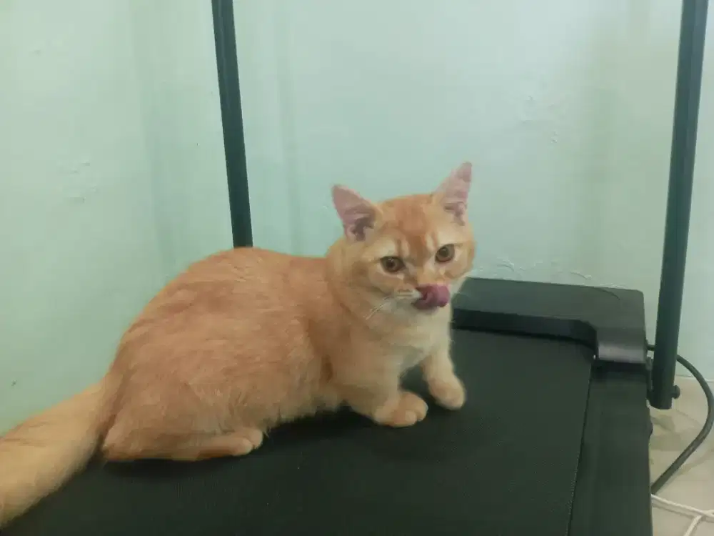 Munchkin jantan 6 bulan