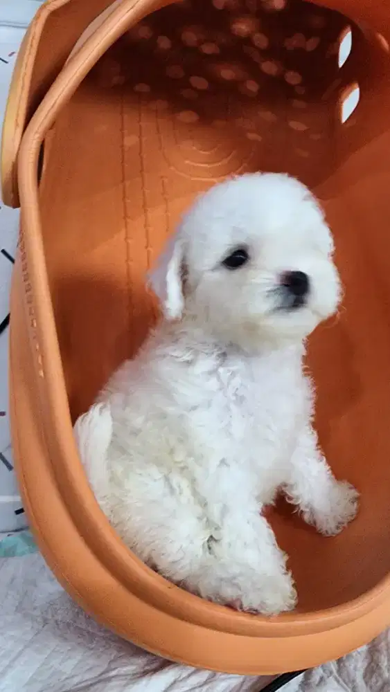 Anakan Bichon Murce