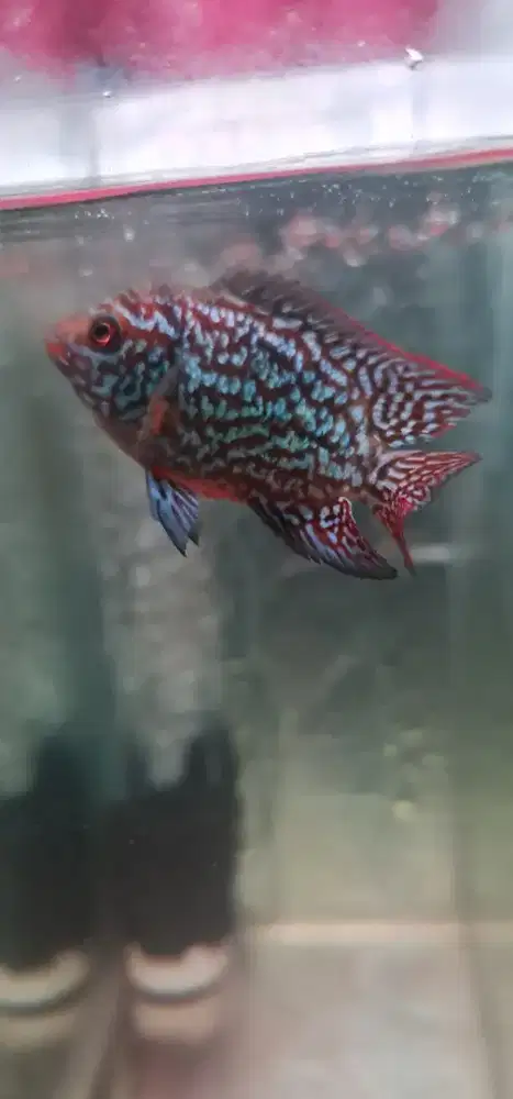 Kamfa f2 thailand 5-6 cm