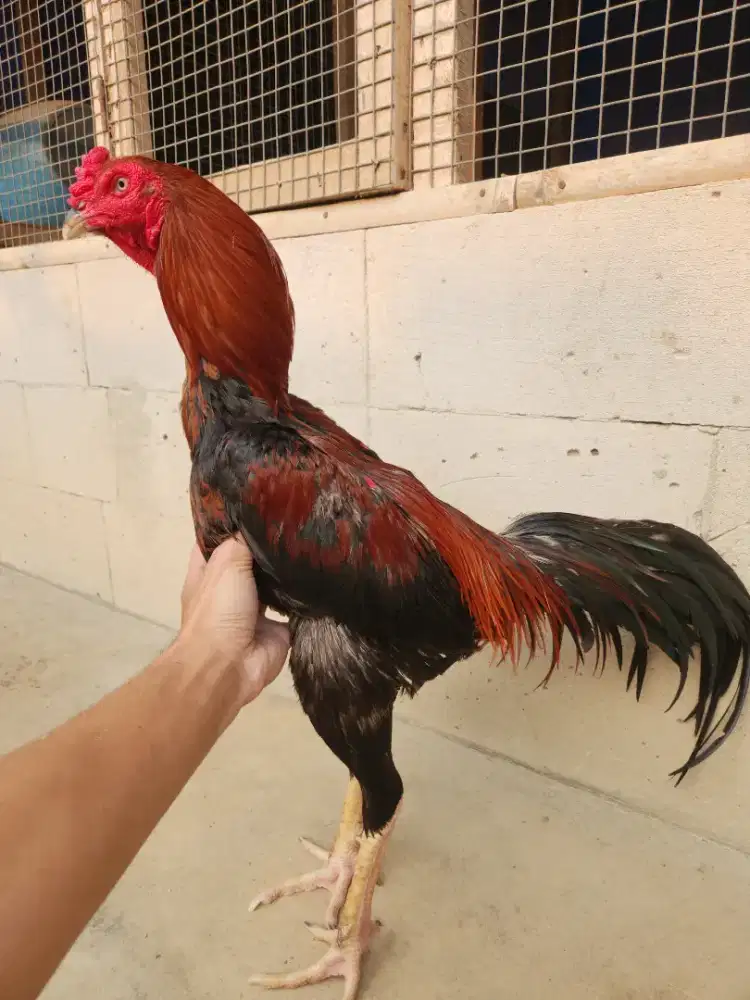 Ayam bangkok koytrad lock super tikung pukul keras sakit bervideo