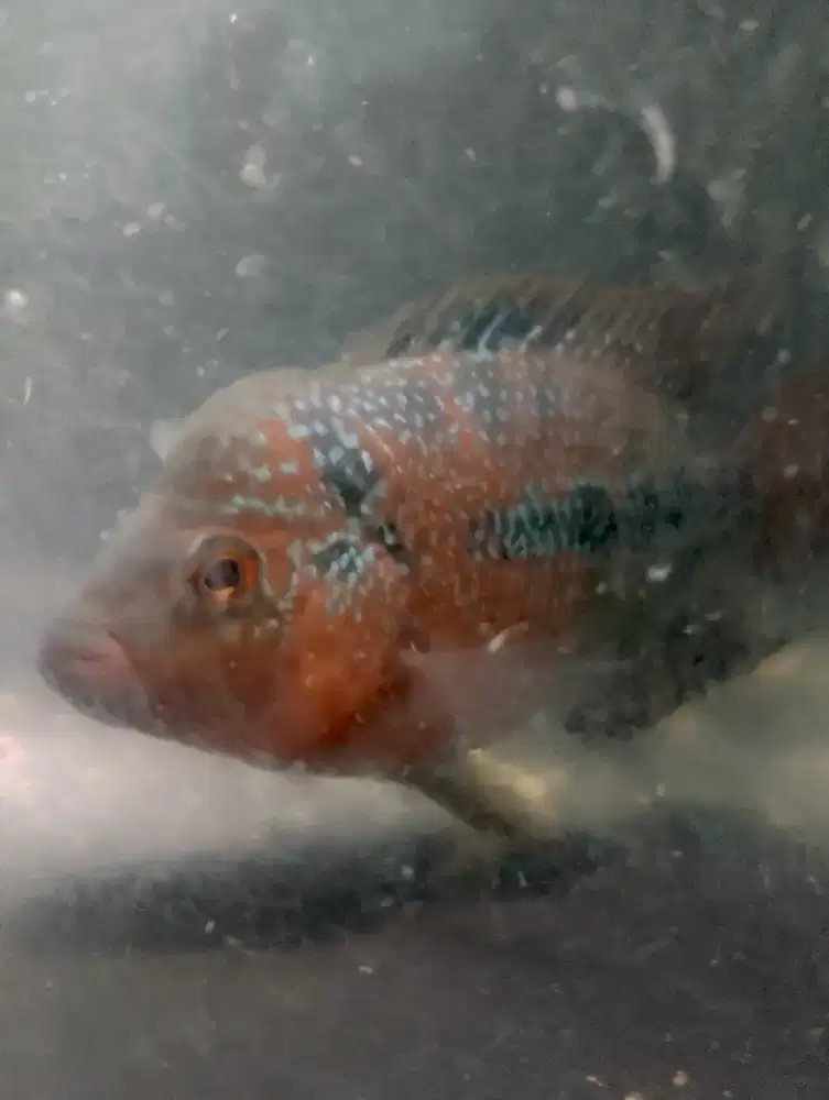Jual aja ikan louhan cencu sudah 4 jari ukurannya dan mulai jenong