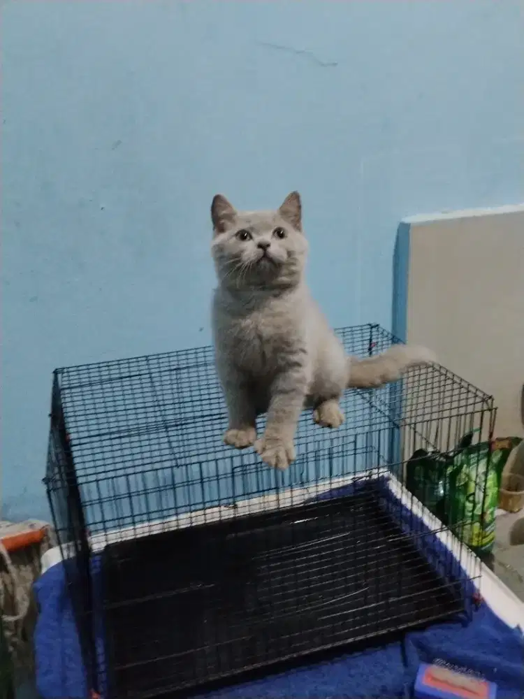 KUCING KITTEN BRITISH SHORTHAIR LILAC BETINA LINE PED