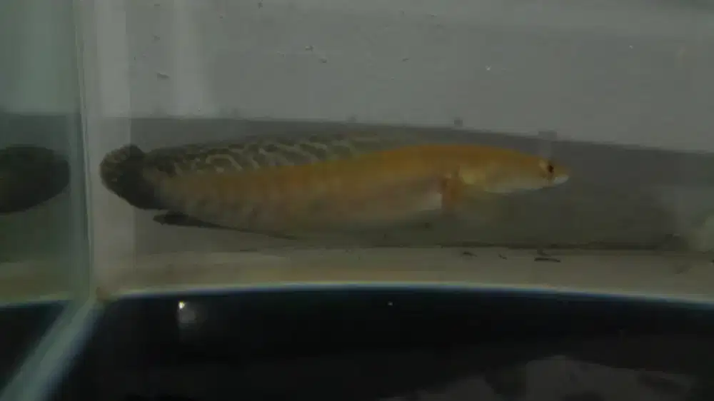 CHANNA MARU YS SIZE 16 CM