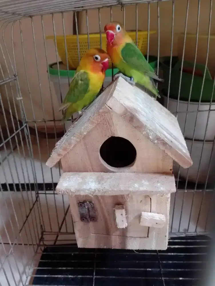 Sepasang lovebird siap ternak