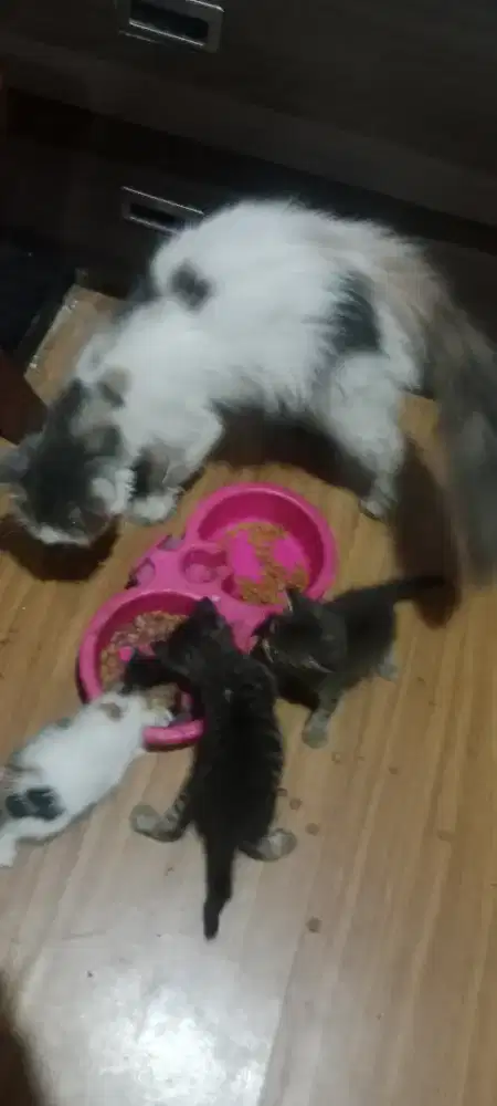 Kucing persia indukan sama anak 3