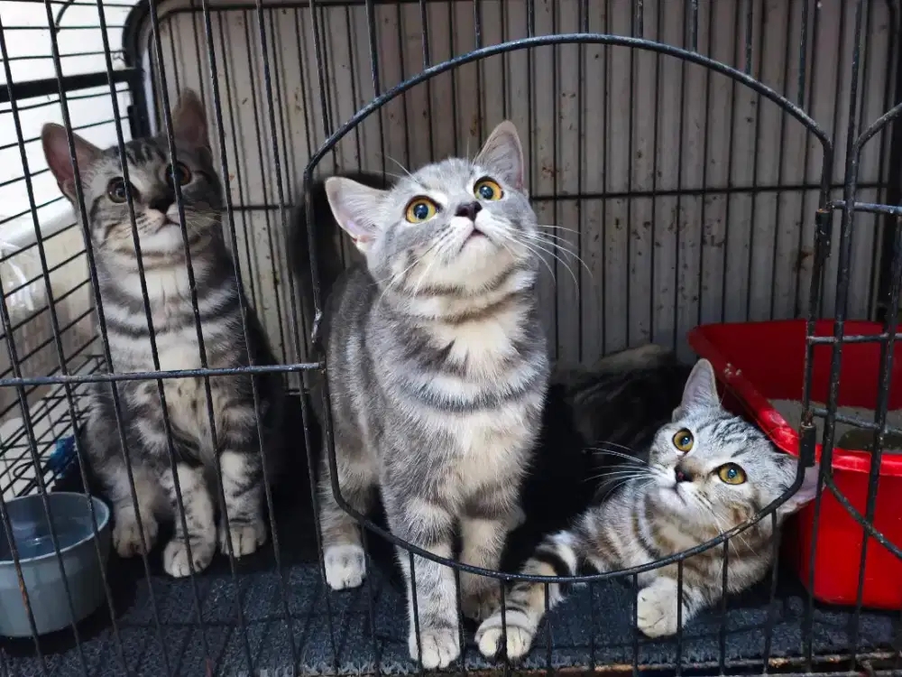 American Shorthair Masih Ready sepasang