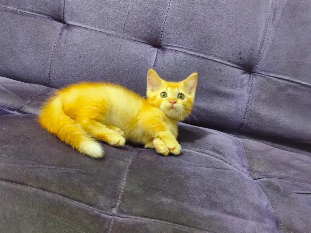 BSH Munchkin Golden Jantan.