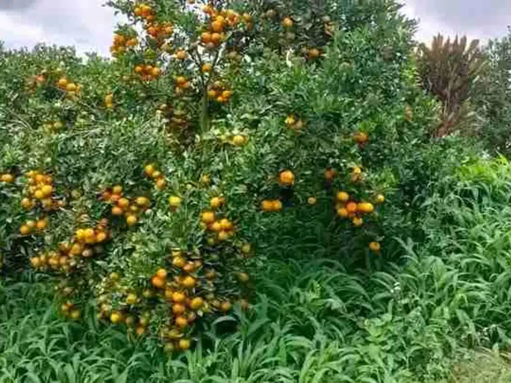 Dijual Kebun buah di Subang Jawa barat