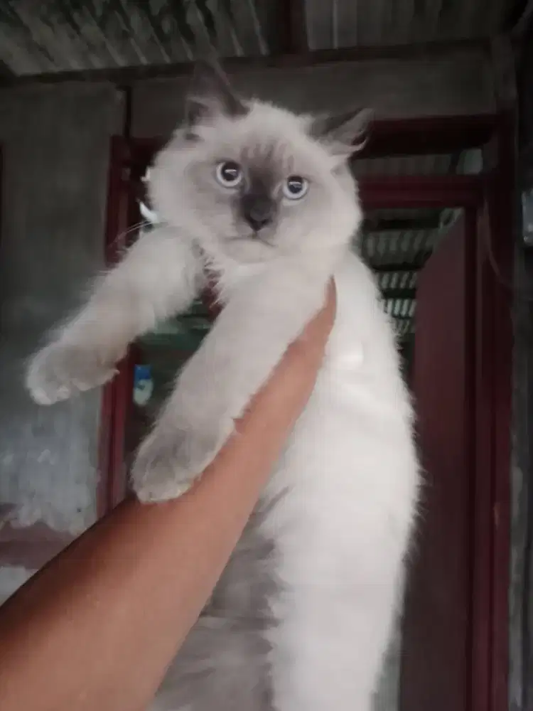 RAGDOLL 3,5 BULAN