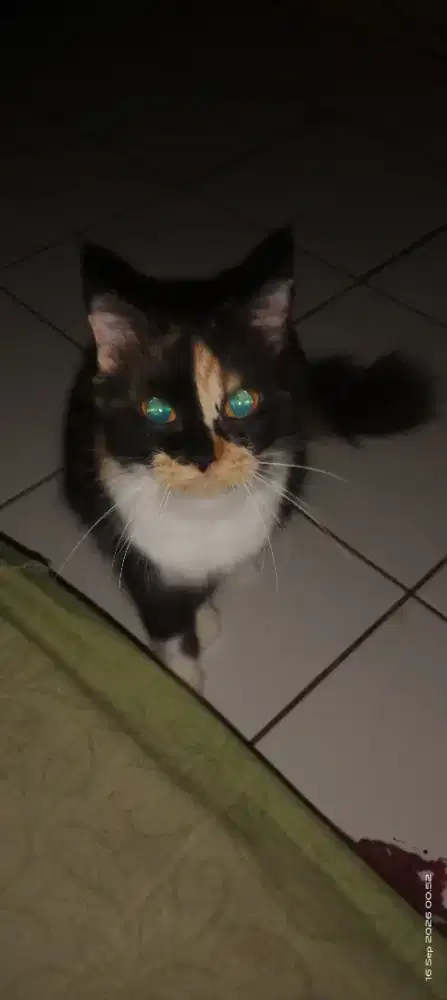 Kucing persian betina