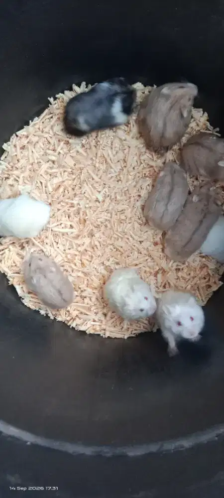 Jual aja hewan peliharaan Hamster