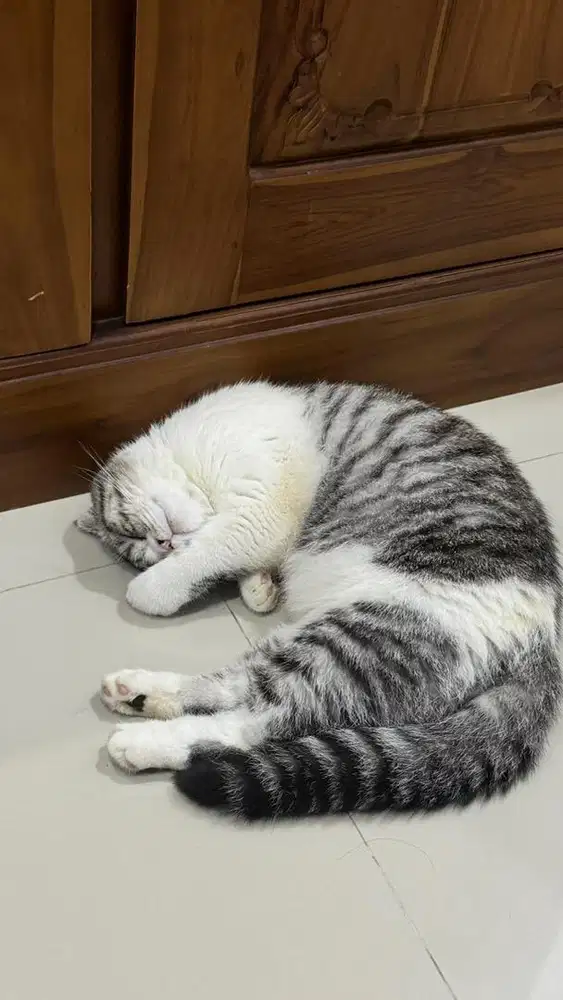 Kucing BSH SF & MUNCHKIN