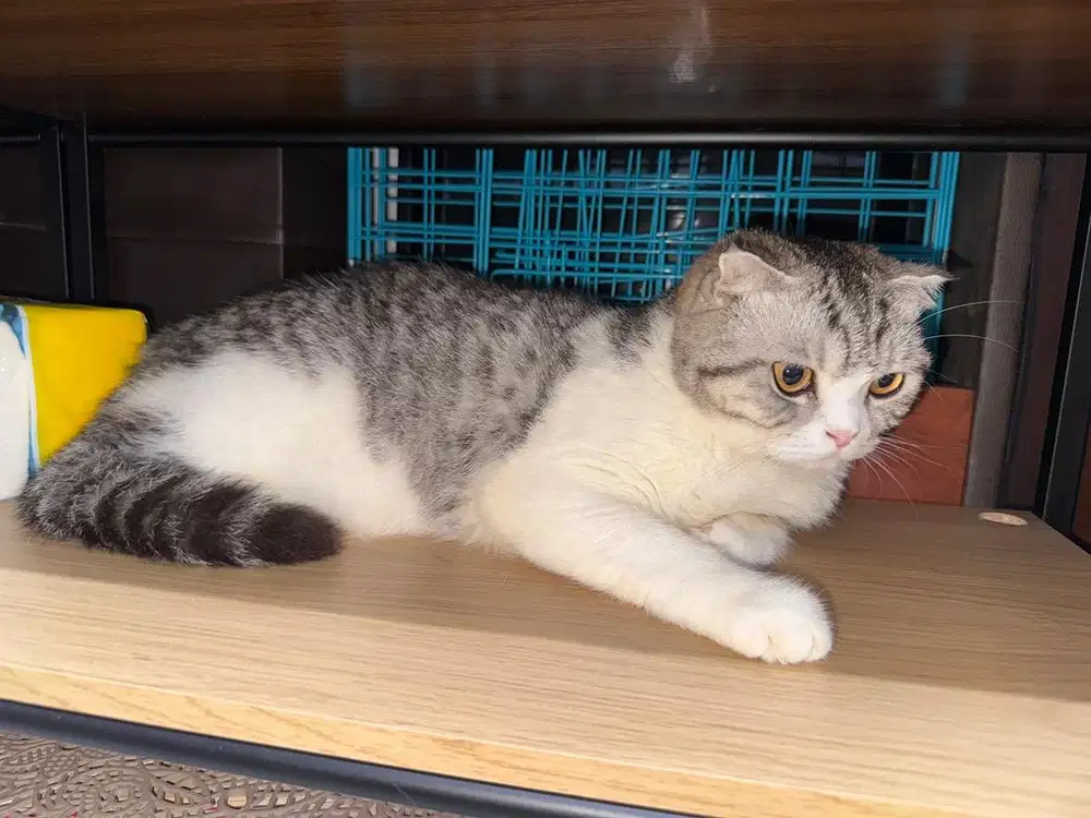 Kucing BSH SF & MUNCHKIN