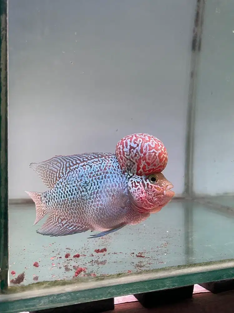 Ikan louhan F3 mata putih 13 cm