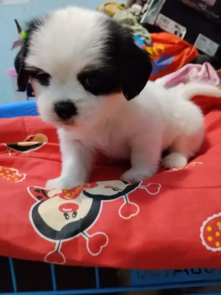 anak anjing shitsu betina