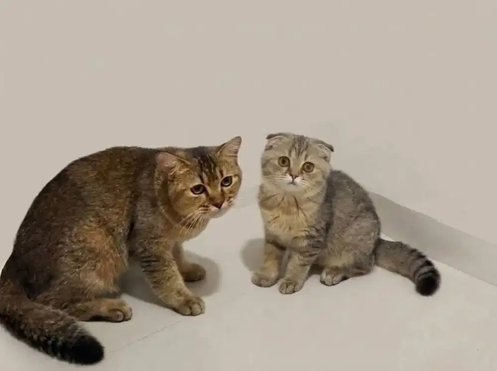 Sepasang Scottish Fold Golden dan BSH Golden