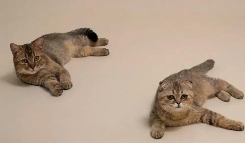 Sepasang BSH Golden dan Scottish Fold Golden