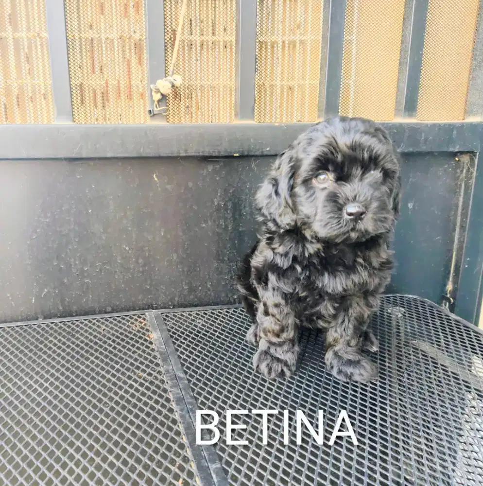 Poodle hanya Rp 1 juta nego habis.