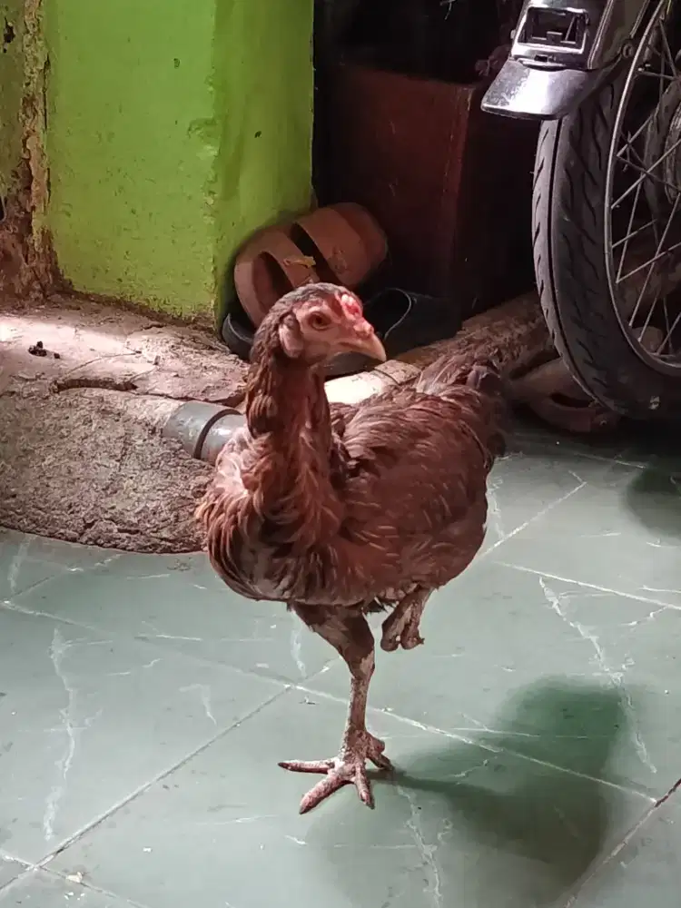 Ayam Birma Telur Biru Siap Produksi