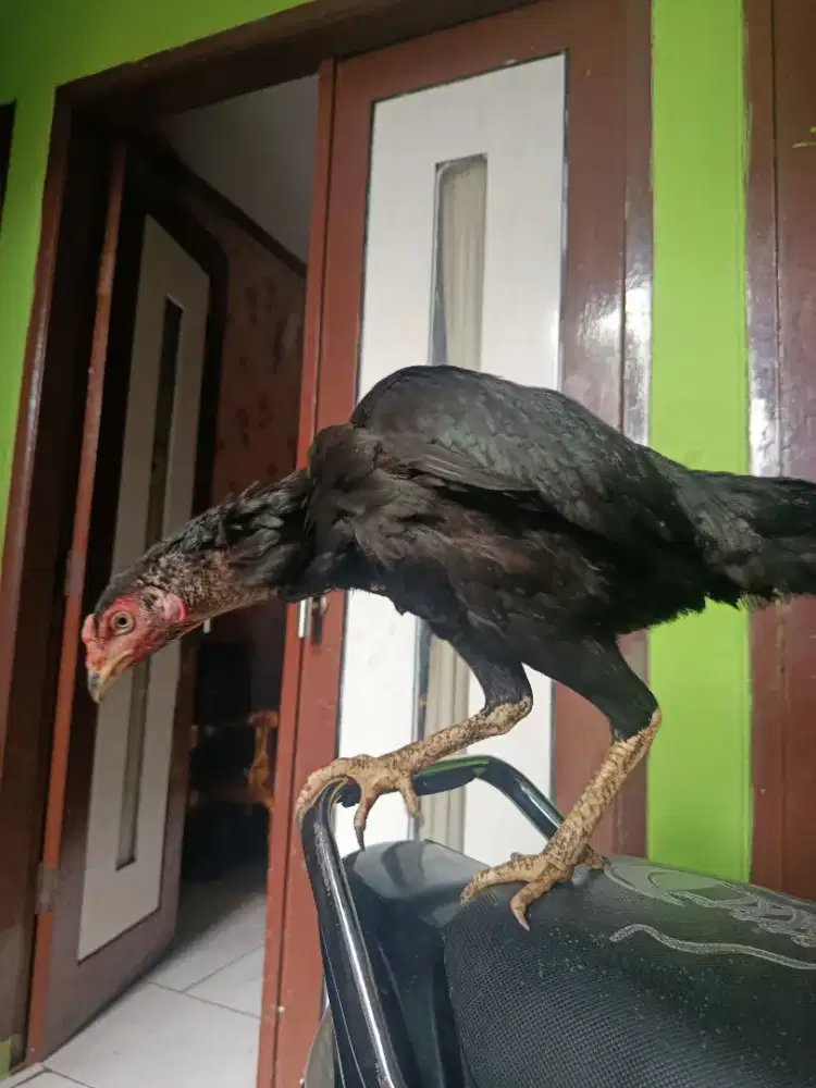 Ayam Phakoi Betina Siap Ternak