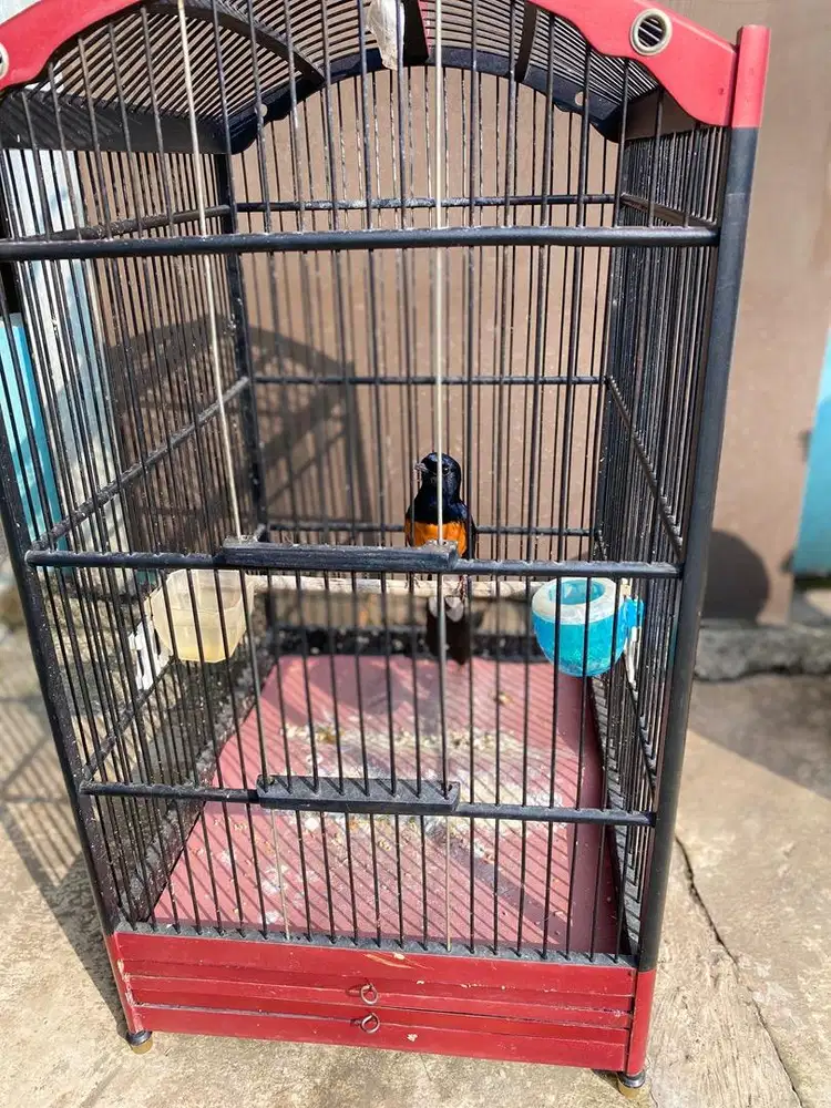 Murai batu kaki hitam