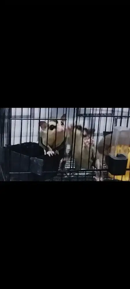 Sugar glider SG sepasang