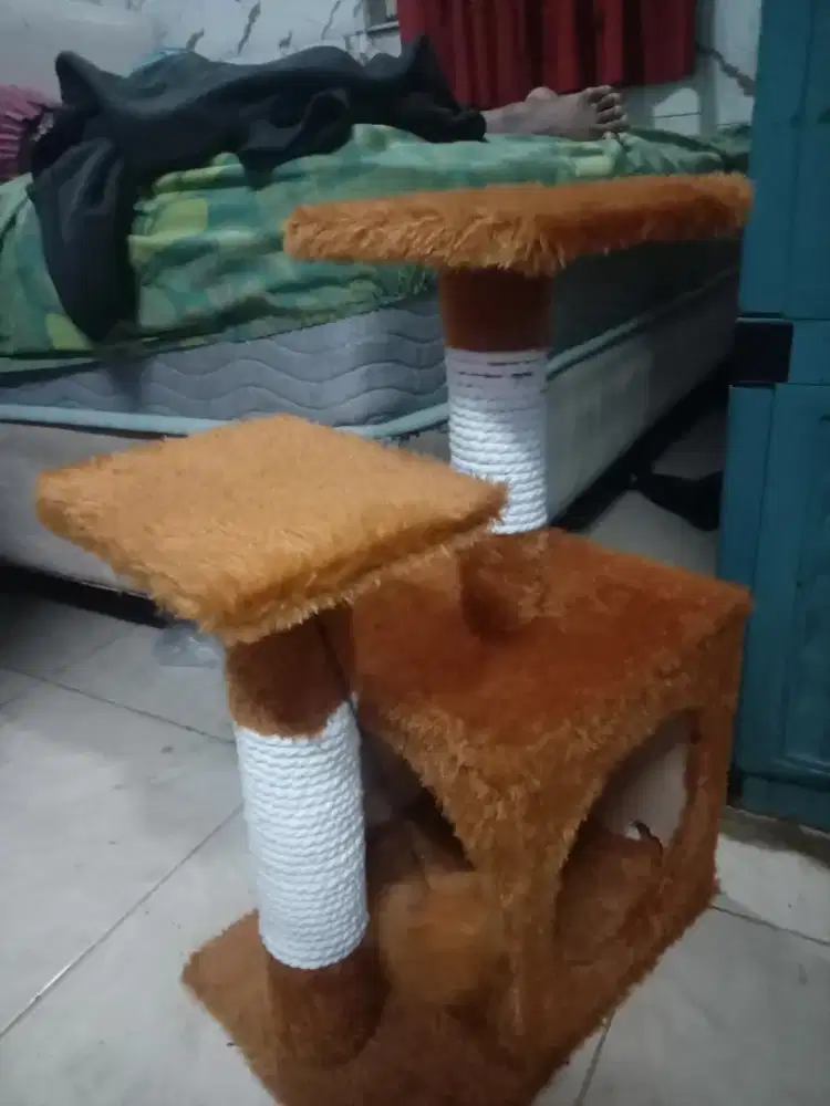panjatn kucinf plus cakaran kuku...