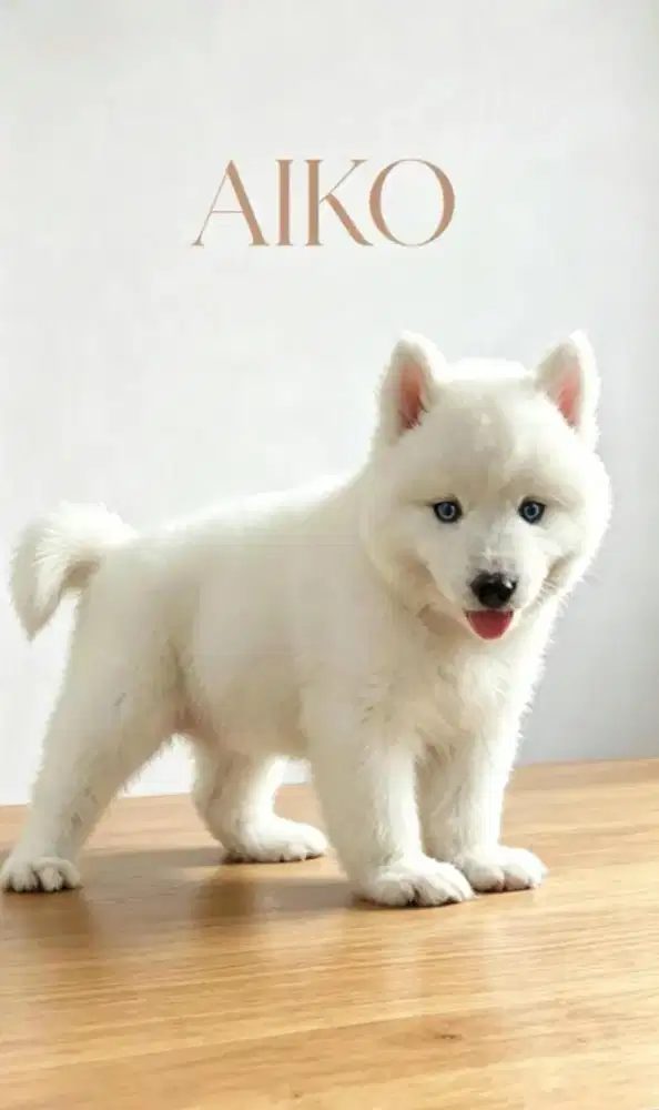 Siberian Husky female