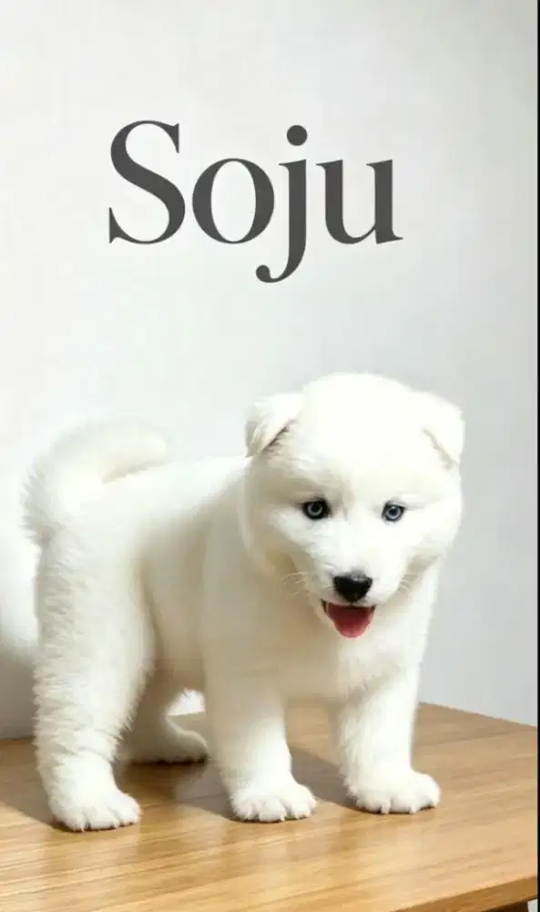 Siberian Husky jantan langka