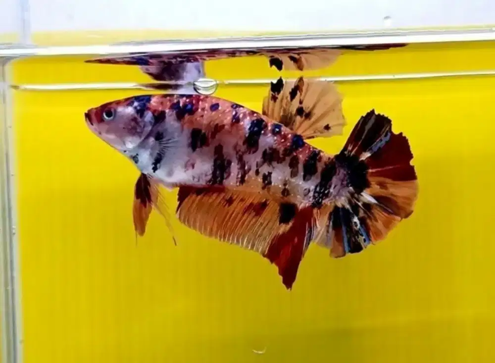 ikan cupang betina Giant jumbo , size XL , bo 6 Cm