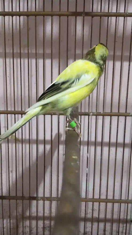 Burung kenari AF(f1sf*AFrasmi)  paud/anak jantan