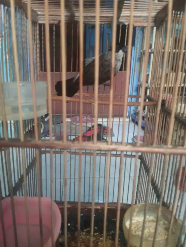 Burung kutilang
