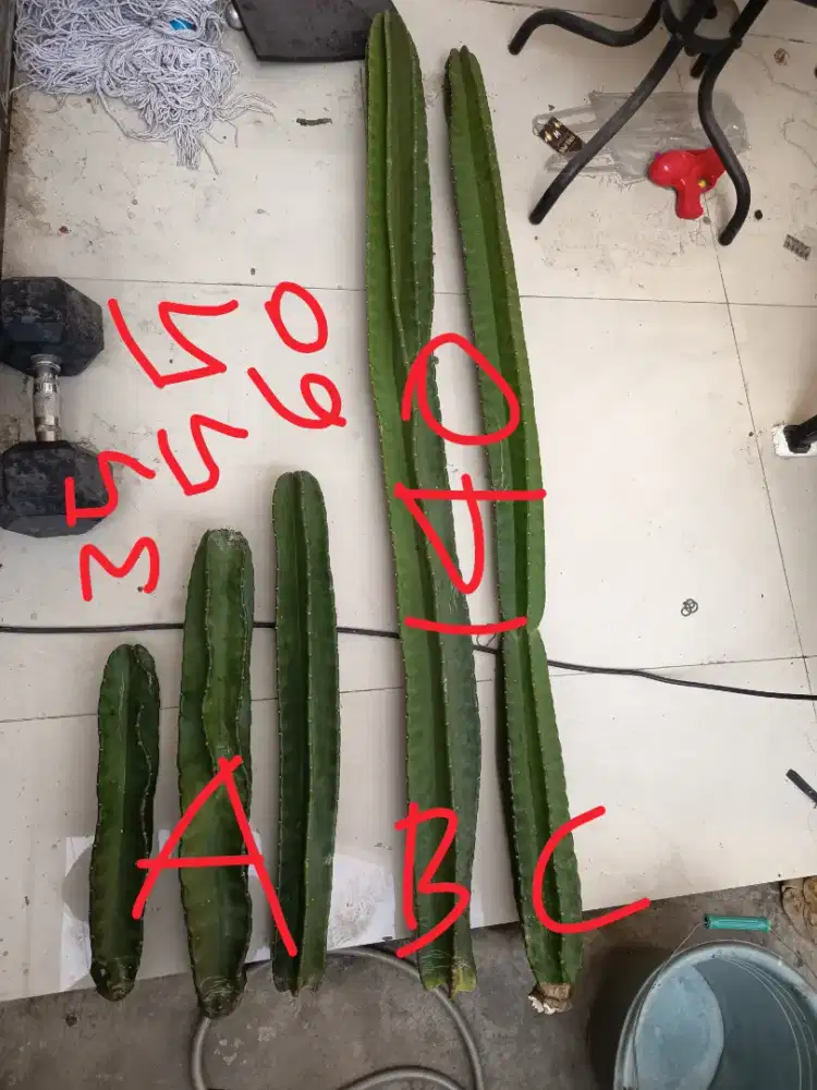 Kaktus koboi estetik