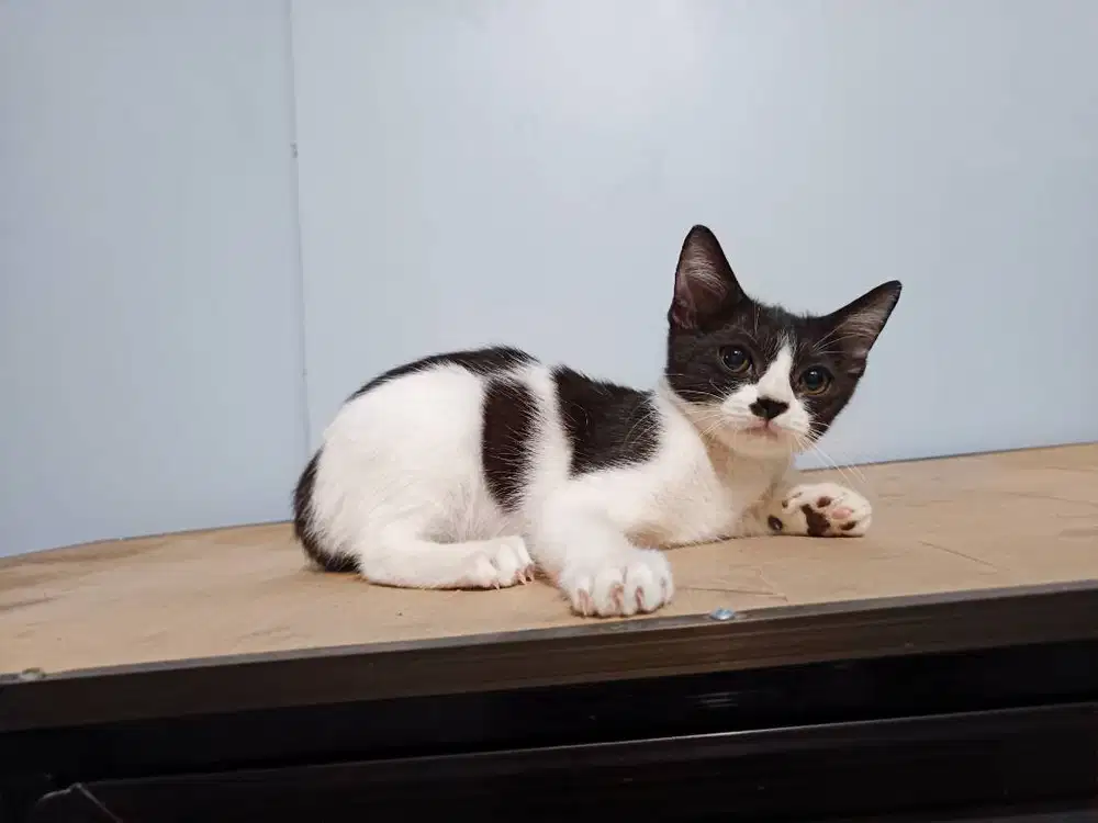 british shorthair bsh black bicolor tuxedo jantan line ped