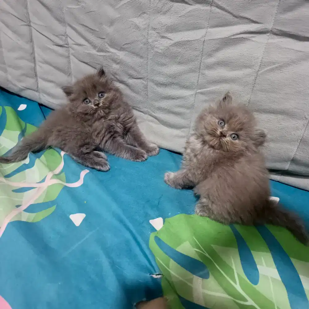 KUCING PERSIA MIX BRITISH ABU SUPER LUCU